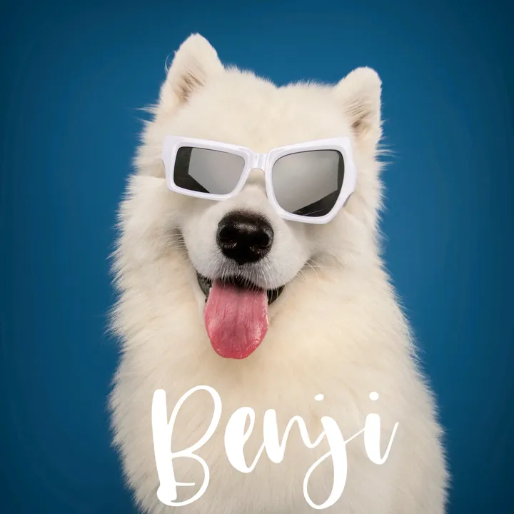 Benji the Samoyed