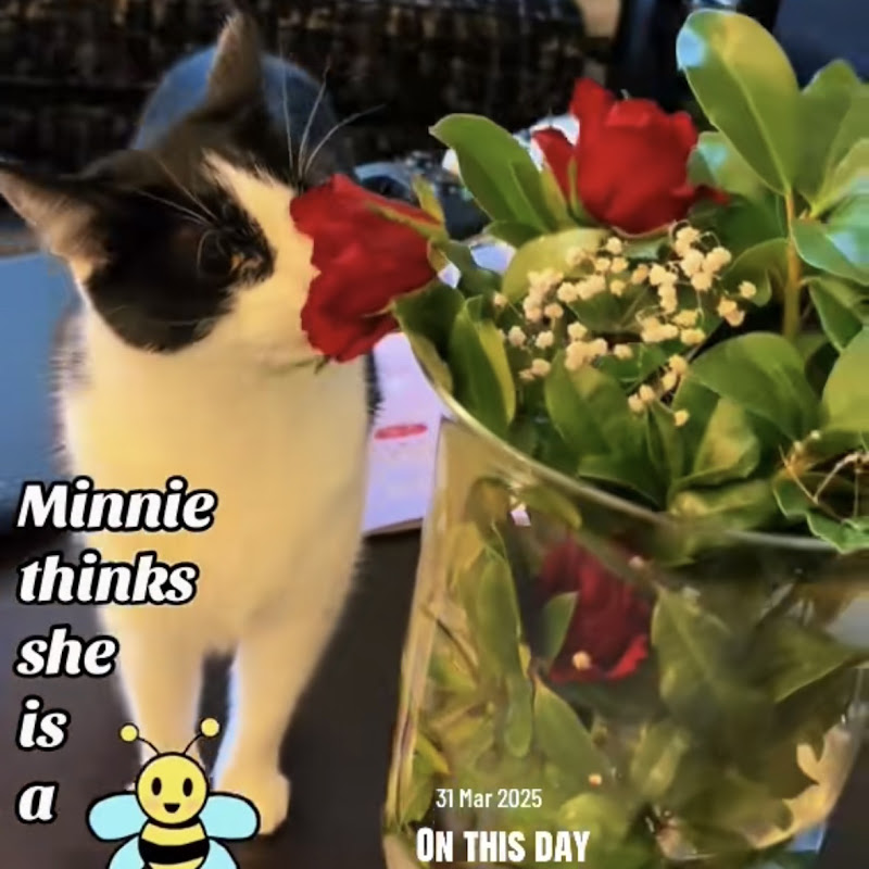 Life with Minnie Paws 🐾 