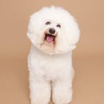 Mr. JOHN WICK aka snowball
