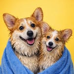 OTÁVIO E OLGA, OS CORGIS