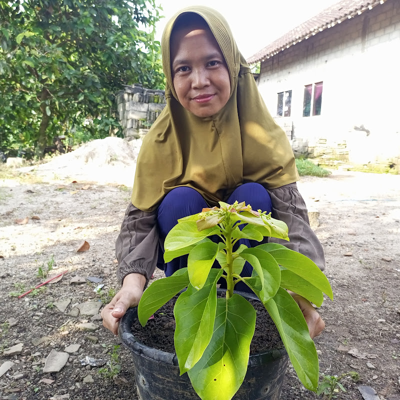 Lasmi Daily Garden