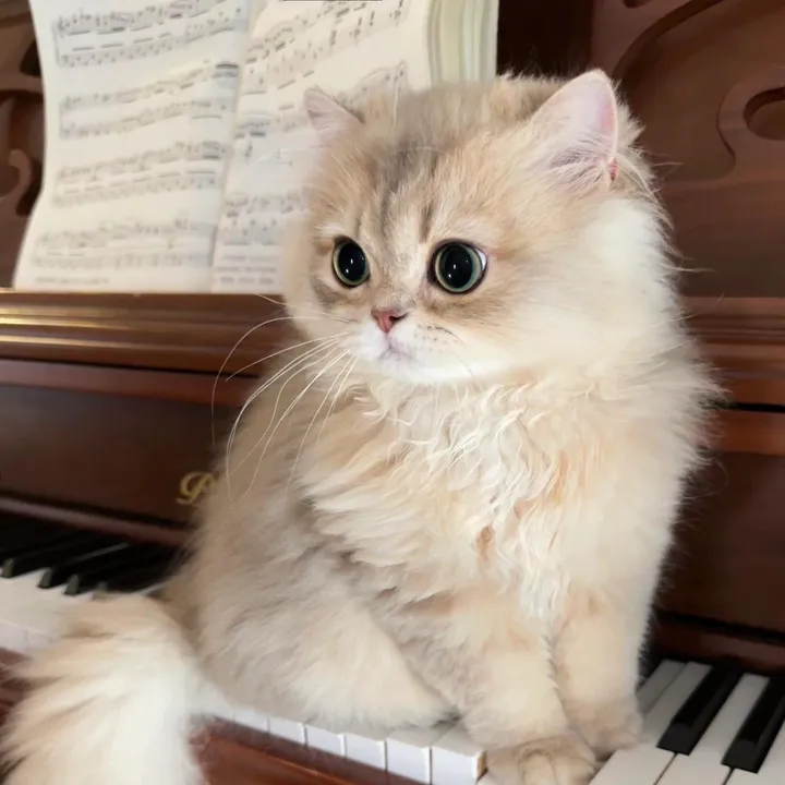KiKi🐈