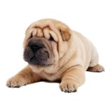 Shar pei