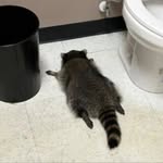 𝑖𝑟𝑎₍⑅ᐢ..ᐢ₎