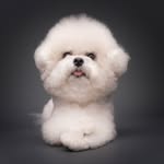 Comi • The Angry Bichon
