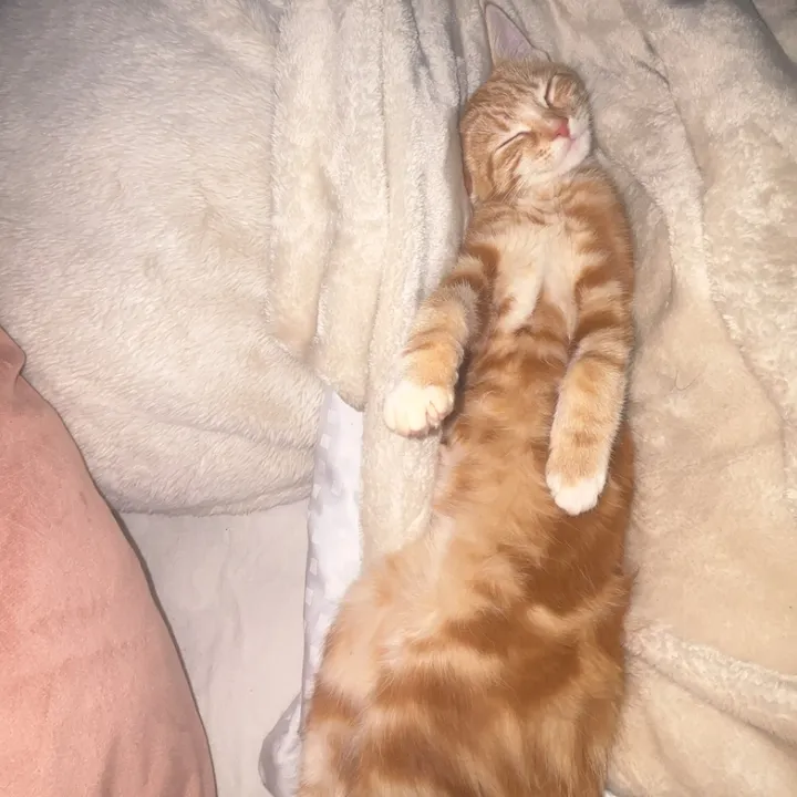 🤍Farm in Iceland🤍