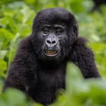 Gorilla Trekking in Rwanda
