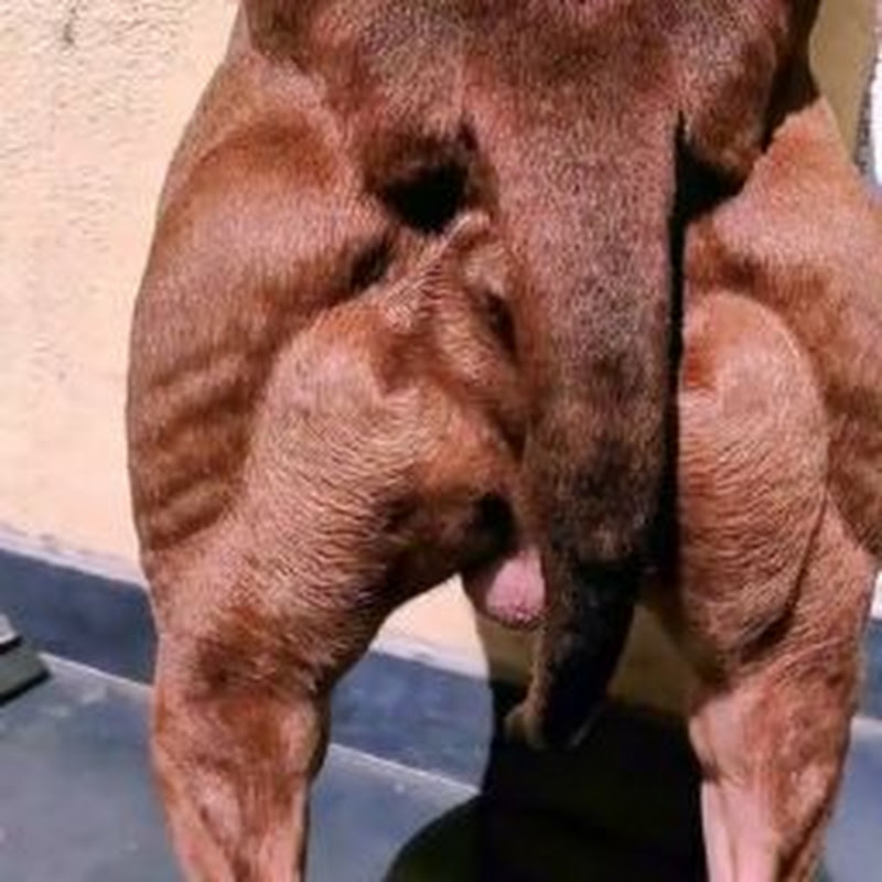 SPORT FOR MY PITBULL