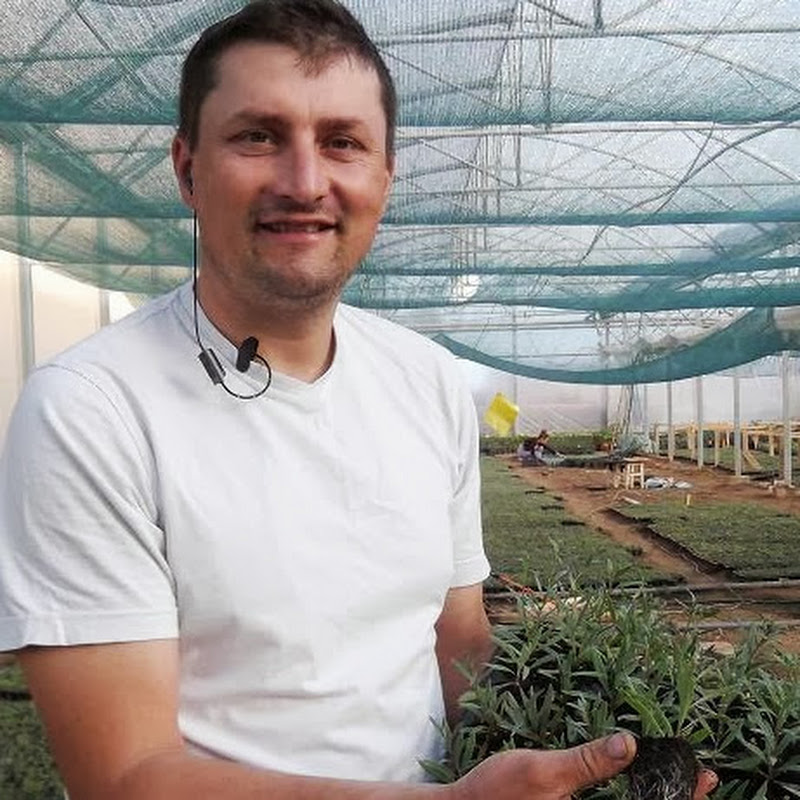 Sanatate din plante