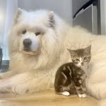 A BOY & HIS WOLF