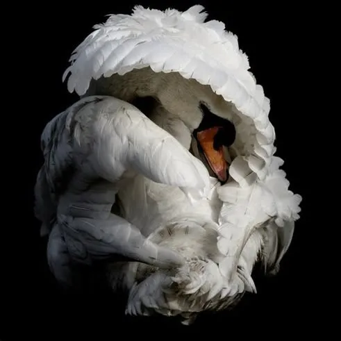 𝐌𝐢𝐥𝐥𝐬