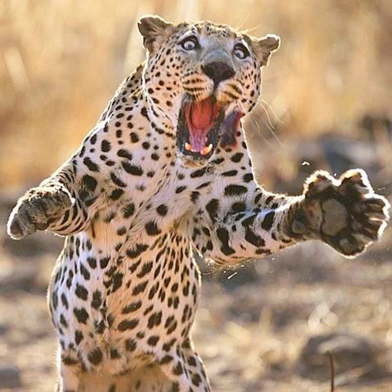 Leopardo- Chita TV