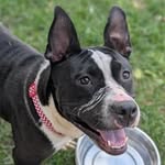 Toronto Animal Services