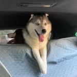 De Atlas & Neo Siberian husky