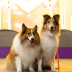 Mango The Sheltie