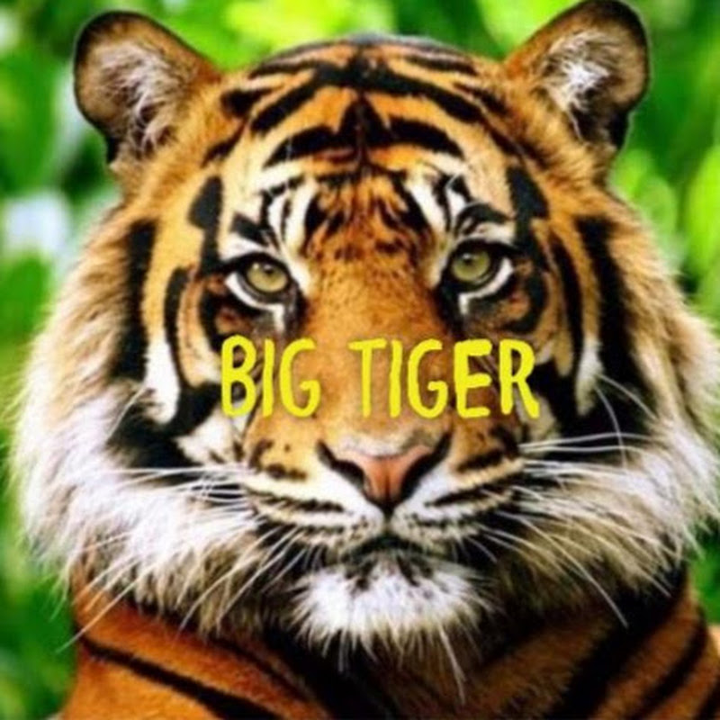 BIG TIGER PLUS