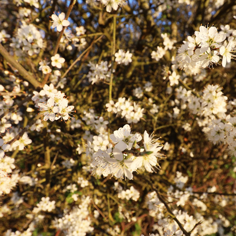 DescaBunny