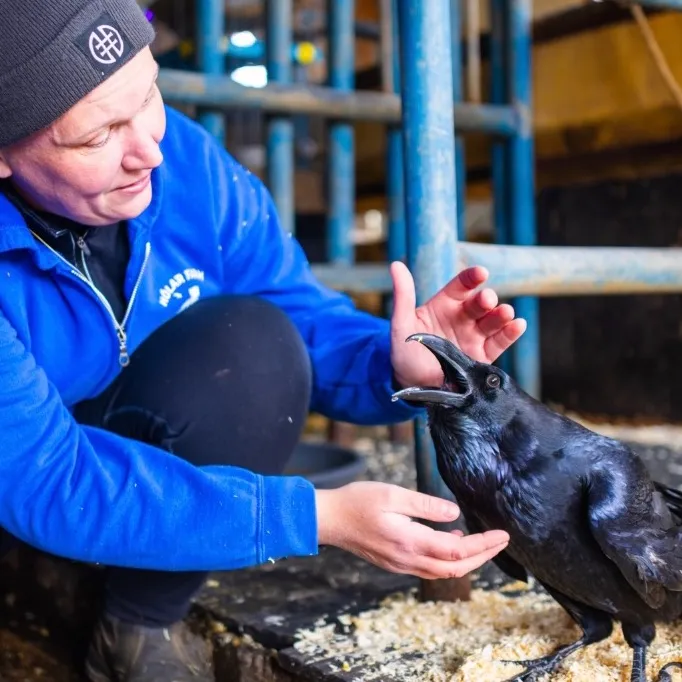 Hólar Farm animal sanctuary