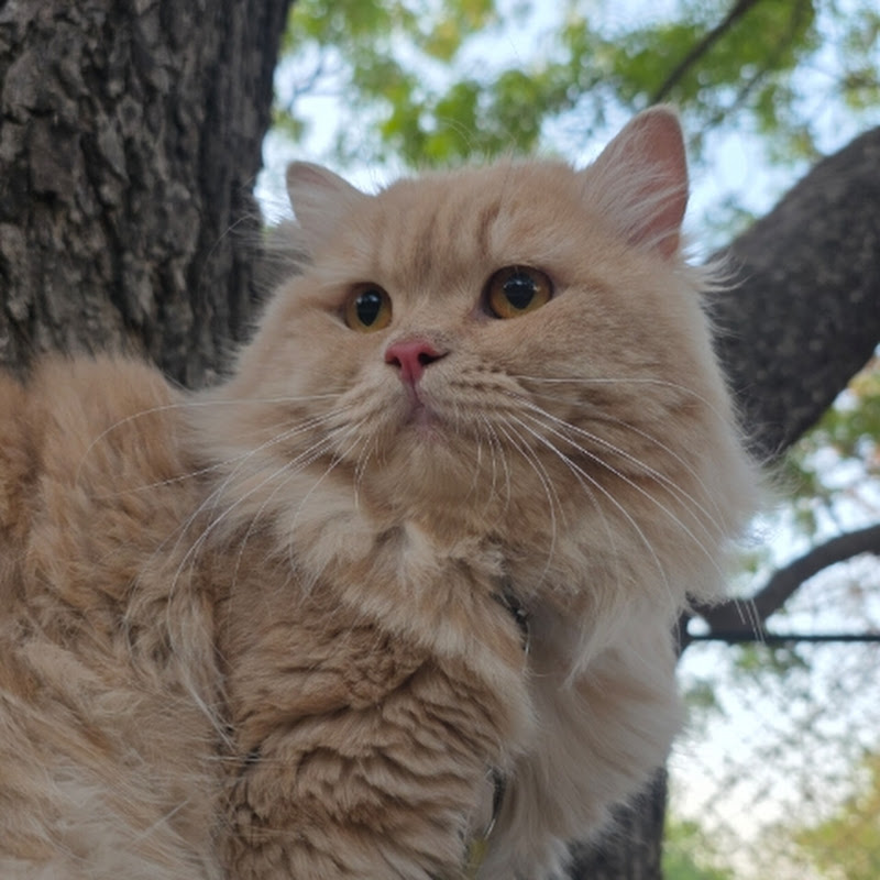 nomi cutie's cat moments 