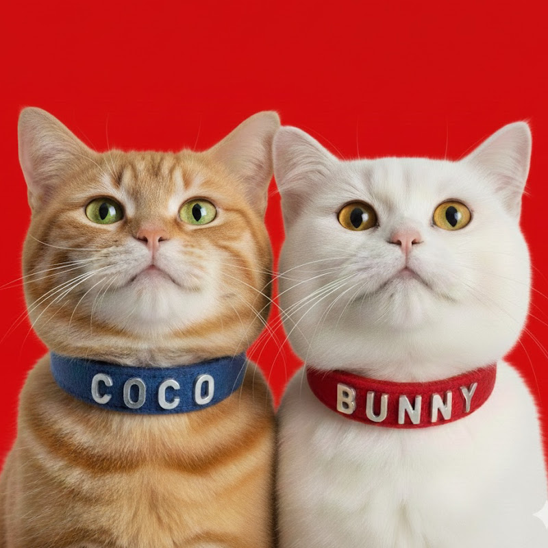 CocoBunny Meowland 🐱