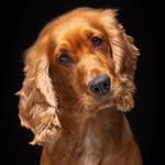 Alba & Bruno | English Cocker Spaniel Dogs |