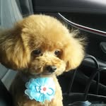 ♥️Toypoodle♥️RAIMU