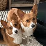 Mark & Melba the Corgis