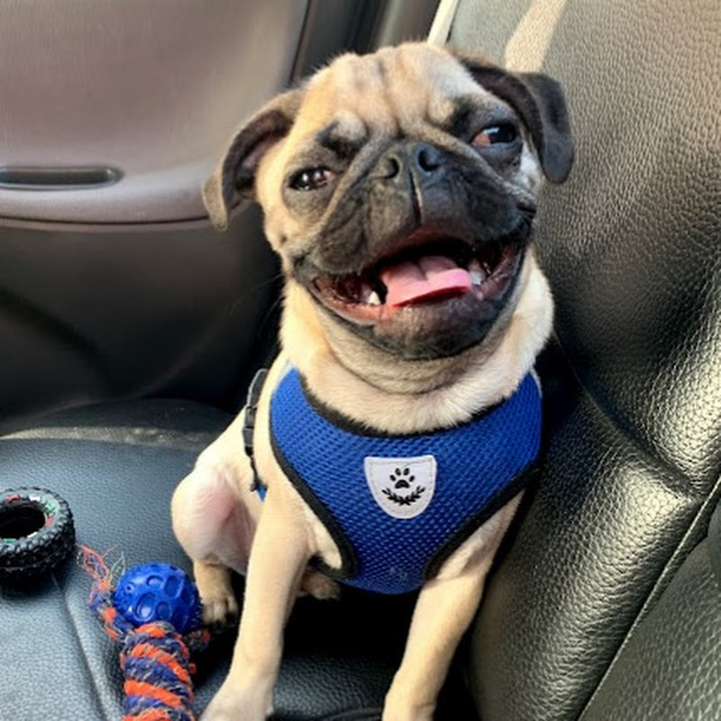 Guss The Pug