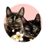 Velma & Daphne 🐈‍⬛ 🇬🇧