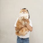 simithekingcat