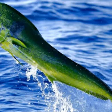 Passione Pesca