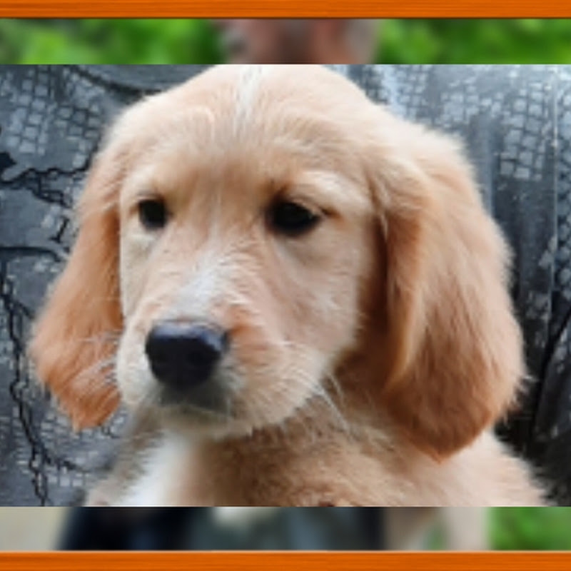 Teddy retrievers-teddynoutajat 