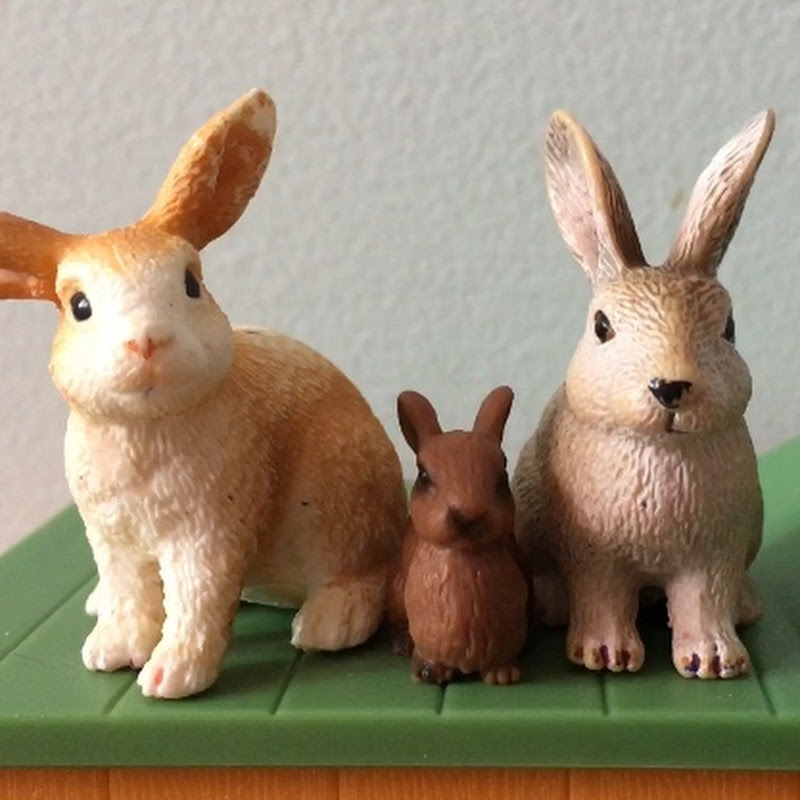 Canadian Critters