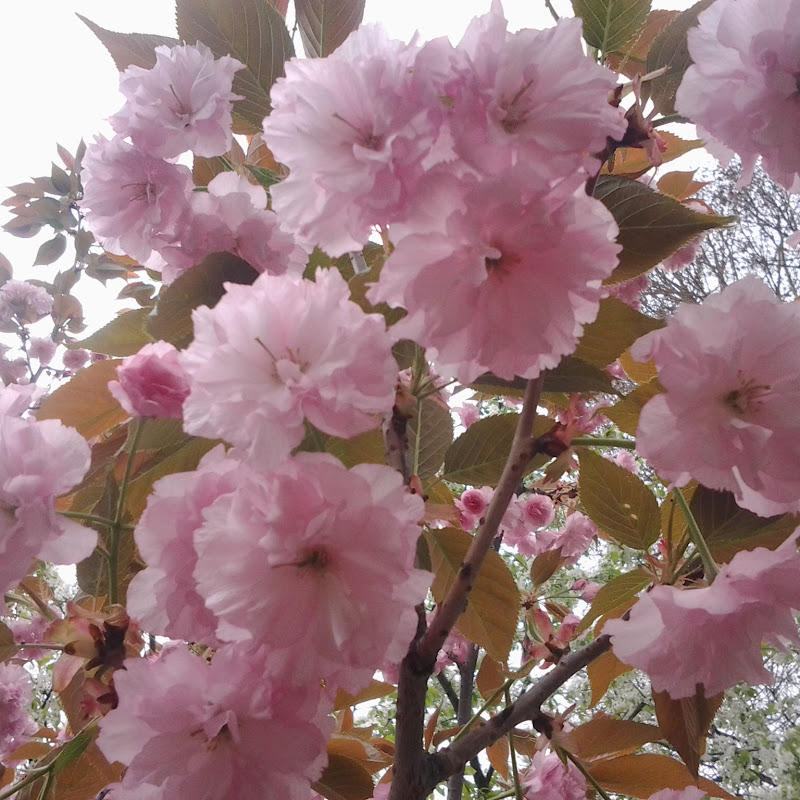 BĂTĂLIA CREDINȚEI - THE BATTLE OF FAITH
