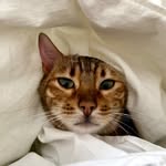 Cleo the Bengal • Petfluencer