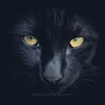 𝘾𝙤𝙣𝙛𝙪𝙘𝙞𝙪𝙨 𝙉𝙞𝙣𝙟𝙖 𝙆𝙞𝙩𝙩𝙚𝙣 🥷🐈‍⬛🇨🇵