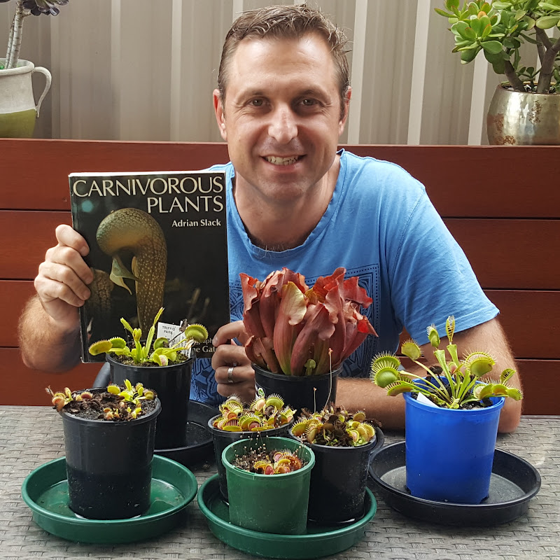 Succulent Flytraps