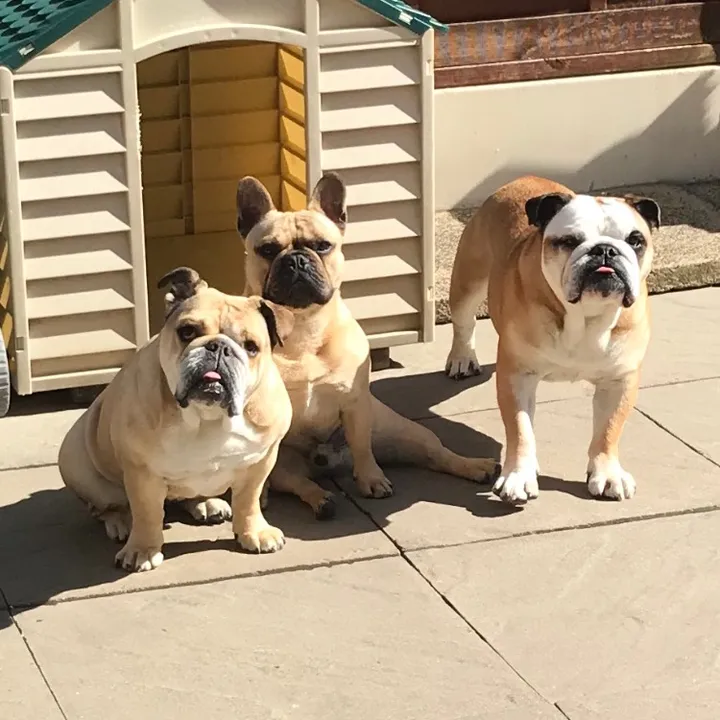 Theo Frenchie & Friends