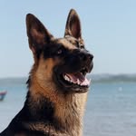 A vida de Thor | Pastor Alemão