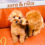 トイプードル🐩SORARIKU