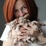 🐱DEVON REX 💯ДЕВОН РЕКС КОТЯТА🔥