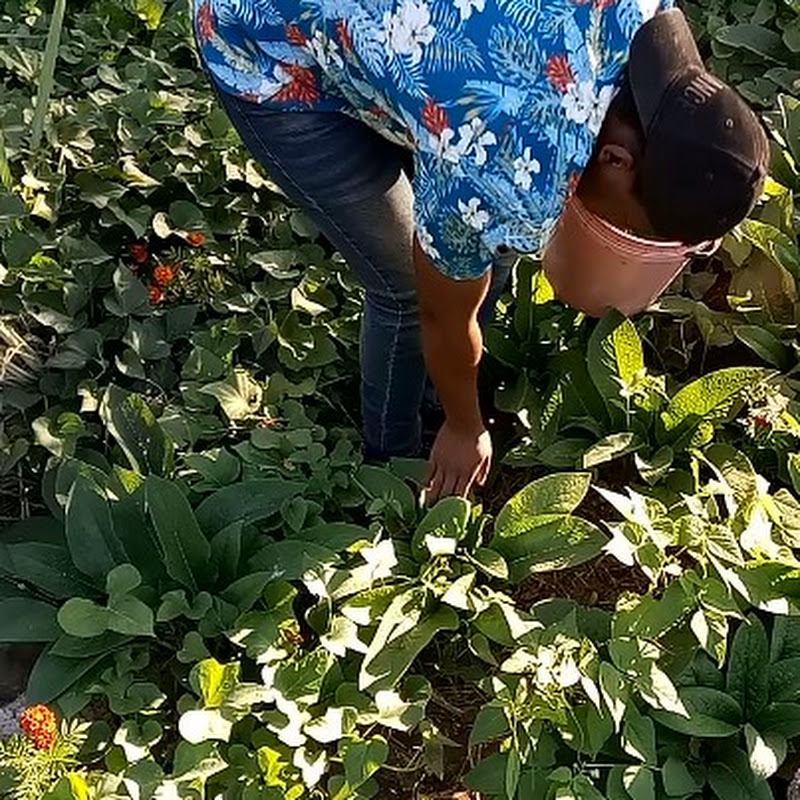 Serge Grows Organic