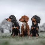 Rosie & The Spaniels