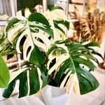 GreenHubPro
