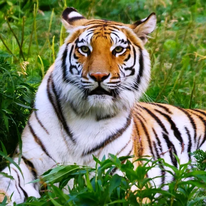 wild animals 95