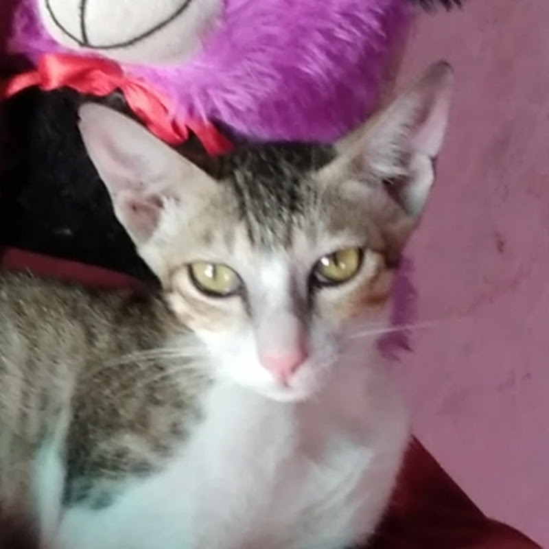 DeanSchneidererindia