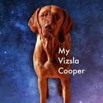Cooper vom Winterstein