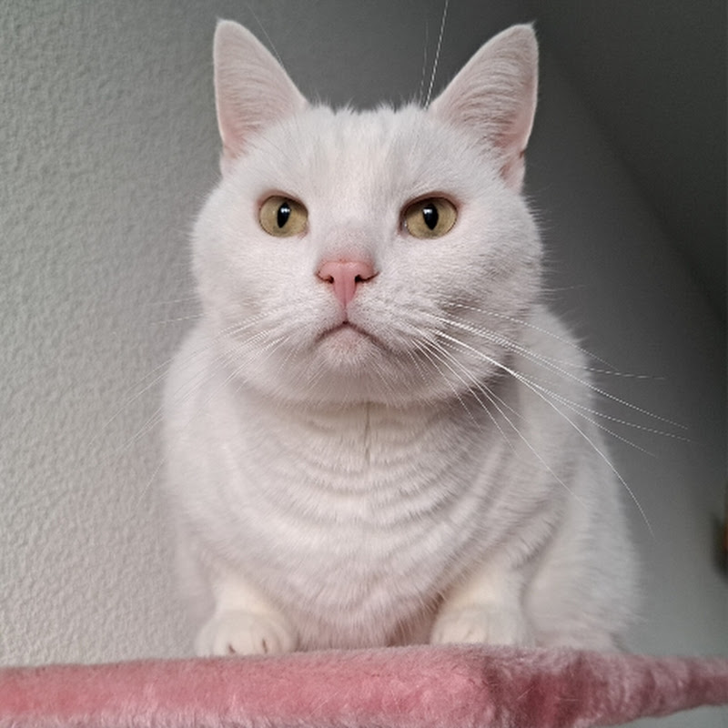 Pushkin the white cat