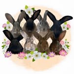 Rexbunns