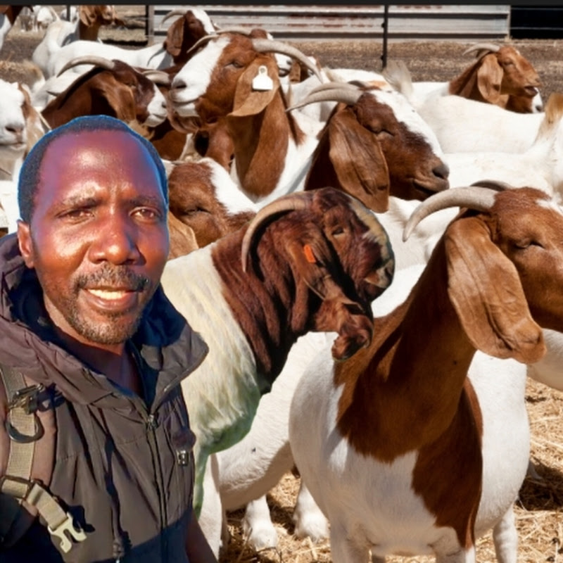 The Zambian Farmer